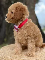 Mario- F1b Toy , a male Goldendoodle for sale in Frostproof, FL – 5 of 10