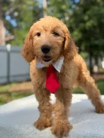 Aiden- F1 Mini, a male Goldendoodle for sale in Frostproof, FL – 3 of 10