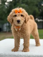 Ruby- F1b Medium , a female Goldendoodle for sale in Frostproof, FL – 7 of 9