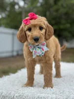 Aurora- F1 mini , a female Goldendoodle for sale in Frostproof, FL – 6 of 10