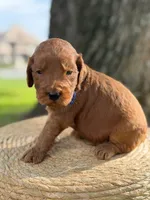Luca- F1b Medium , a male Goldendoodle for sale in Frostproof, FL – 2 of 10