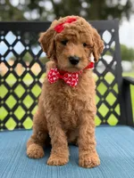Sassy- F1b Medium , a female Goldendoodle for sale in Frostproof, FL – 8 of 10