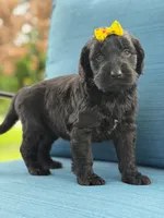 Diamond- F1 Standard, a female Goldendoodle for sale in Frostproof, FL – 5 of 10