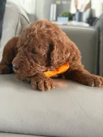 Samson- F1b Standard , a male Goldendoodle for sale in Frostproof, FL – 10 of 10