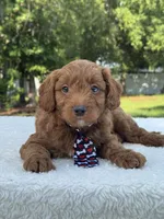 Titan- F1b Mini , a male Goldendoodle for sale in Frostproof, FL – 5 of 10
