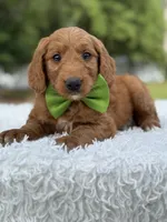 Aspen- F1 mini , a male Goldendoodle for sale in Frostproof, FL – 8 of 10