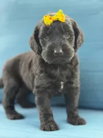 Diamond- F1 Standard, a female Goldendoodle for sale in Frostproof, FL – 2 of 10