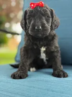 Opal- F1 Standard , a female Goldendoodle for sale in Frostproof, FL – 10 of 10