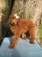 Gabriella-F1b standard , a female Goldendoodle for sale in Frostproof, FL – 9 of 10