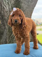 Gianna- F1b Standard , a female Goldendoodle for sale in Frostproof, FL – 4 of 10