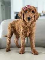 Monaco- F1b Standard , a female Goldendoodle for sale in Frostproof, FL – 4 of 10