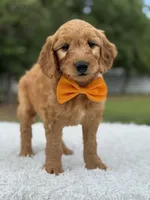 Apollo- F1 mini, a male Goldendoodle for sale in Frostproof, FL – 4 of 10