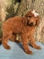 Gabriella-F1b standard , a female Goldendoodle for sale in Frostproof, FL – 8 of 10