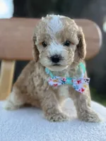 Jace- F1bb Toy, a male Goldendoodle for sale in Frostproof, FL – 8 of 10