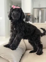 Diamond- F1 Standard, a female Goldendoodle for sale in Frostproof, FL – 2 of 10