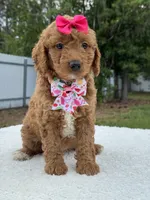 Tilly- F1b Mini , a female Goldendoodle for sale in Frostproof, FL – 1 of 10