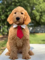 Aiden- F1 Mini, a male Goldendoodle for sale in Frostproof, FL – 7 of 10