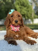 Celeste, a female Goldendoodle for sale in Frostproof, FL – 6 of 10