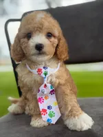 Oliver- F1bb Mini , a male Goldendoodle for sale in Frostproof, FL – 9 of 10