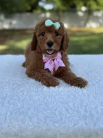Melody- F1b Medium, a female Goldendoodle for sale in Frostproof, FL – Photo 2 of 10