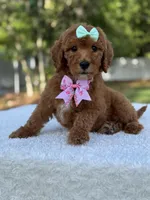 Melody- F1b Medium, a female Goldendoodle for sale in Frostproof, FL – Photo 10 of 10