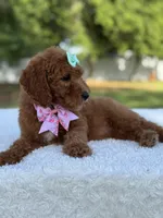 Melody- F1b Medium, a female Goldendoodle for sale in Frostproof, FL – Photo 5 of 10