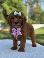 Melody- F1b Medium, a female Goldendoodle for sale in Frostproof, FL – Photo 3 of 10