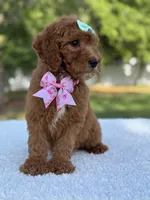 Melody- F1b Medium, a female Goldendoodle for sale in Frostproof, FL – Photo 8 of 10