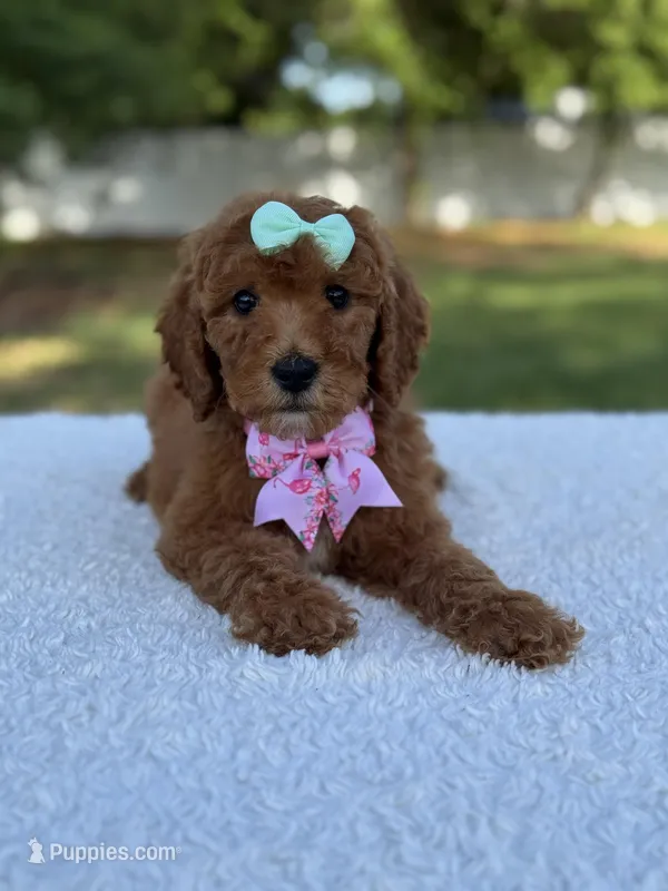 Melody- F1b Medium – Goldendoodle puppy for sale in Frostproof, FL
