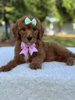 Melody- F1b Medium, a female Goldendoodle for sale in Frostproof, FL – Photo 6 of 10