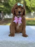 Melody- F1b Medium, a female Goldendoodle for sale in Frostproof, FL – Photo 9 of 10