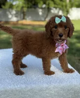 Melody- F1b Medium, a female Goldendoodle for sale in Frostproof, FL – Photo 7 of 10