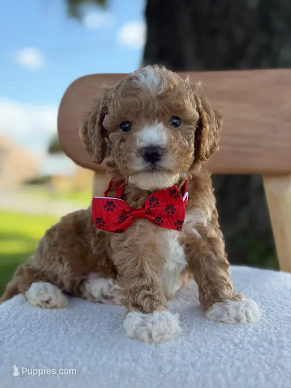 Jaxon- F1bb Toy  – Goldendoodle puppy for sale in Frostproof, FL