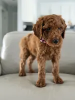 Rome- F1b Standard , a male Goldendoodle for sale in Frostproof, FL – 9 of 10