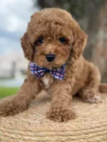 Minion- F1b Toy, a male Goldendoodle for sale in Frostproof, FL – 8 of 10