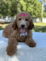 Princess- F1b Medium, a female Goldendoodle for sale in Frostproof, FL – 1 of 10