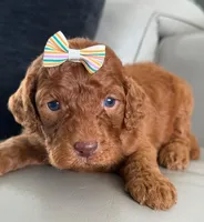 Sabrina- F1b Standard , a female Goldendoodle for sale in Frostproof, FL – 6 of 10