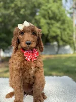 Cupcake- F1b Standard , a female Goldendoodle for sale in Frostproof, FL – 4 of 10
