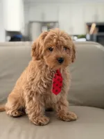 Jet- F1b Mini , a male Goldendoodle for sale in Frostproof, FL – 8 of 10