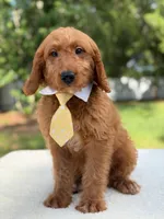Aspen- F1 mini , a male Goldendoodle for sale in Frostproof, FL – 5 of 10