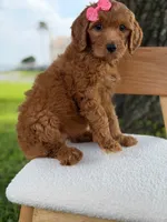Savannah- F1b Standard , a female Goldendoodle for sale in Frostproof, FL – 8 of 10