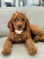 Ellie- F1b Medium, a female Goldendoodle for sale in Frostproof, FL – 4 of 10