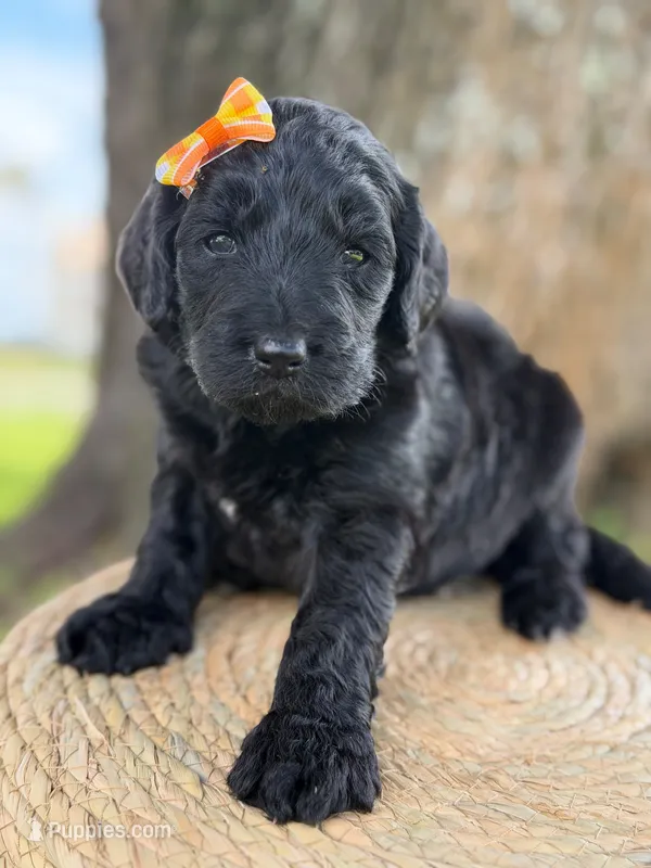Adore- F1b Standard  – Goldendoodle puppy for sale in Frostproof, FL