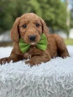 Aspen- F1 mini , a male Goldendoodle for sale in Frostproof, FL – 2 of 10