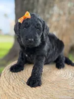 Adore- F1b Standard , a female Goldendoodle for sale in Frostproof, FL – 7 of 10