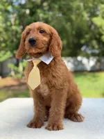 Aspen- F1 mini , a male Goldendoodle for sale in Frostproof, FL – 4 of 10