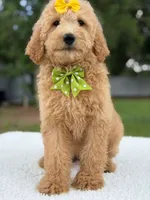 River- F1b Medium , a female Goldendoodle for sale in Frostproof, FL – 10 of 10