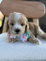 Jace- F1bb Toy, a male Goldendoodle for sale in Frostproof, FL – 4 of 10
