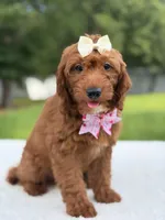 Tiana- F1b Mini , a female Goldendoodle for sale in Frostproof, FL – 10 of 10