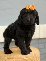 Opal- F1 Standard , a female Goldendoodle for sale in Frostproof, FL – 3 of 10
